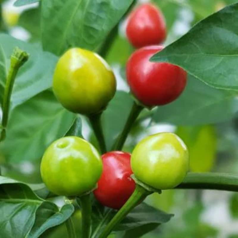 50 Wiri Wiri Pepper Chili Seeds Planting Ornaments Perennial Garden Simple to Grow Pot Gifts