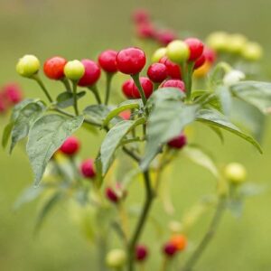 50 Wiri Wiri Pepper Chili Seeds Planting Ornaments Perennial Garden Simple to Grow Pot Gifts