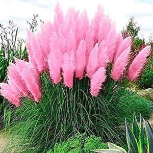 daisy garden 100 pcs pink pampas grass seeds perennial flowering ornamental grasses flower
