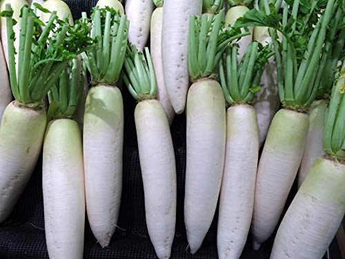 Daikon Radish Garden Seeds - B289 - 75 Seeds or 1 Gram