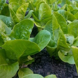 David's Garden Seeds Lettuce Romaine Winter Density FBA-5467 Multi) 200 Non-GMO, Heirloom Seeds