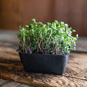 Superfood Microgreen Seeds Mix | for Microgreens Growing Trays | 1 LB | Heirloom Non GMO Purple Kohlrabi, Collard, Radish, Turnip & Broccoli Sprouts Seeds | Rainbow Heirloom Seed Co.