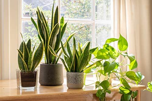 Live Snake Plant, Sansevieria trifasciata Superba, Fully Rooted Indoor House Plant in Pot, Mother in Law Tongue Sansevieria Plant, Potted Succulent Plant, Houseplant in Potting Soil by Plants for Pets