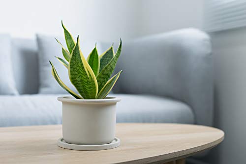 Live Snake Plant, Sansevieria trifasciata Superba, Fully Rooted Indoor House Plant in Pot, Mother in Law Tongue Sansevieria Plant, Potted Succulent Plant, Houseplant in Potting Soil by Plants for Pets