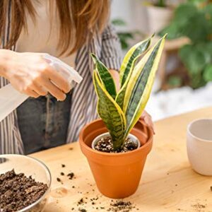 Live Snake Plant, Sansevieria trifasciata Superba, Fully Rooted Indoor House Plant in Pot, Mother in Law Tongue Sansevieria Plant, Potted Succulent Plant, Houseplant in Potting Soil by Plants for Pets