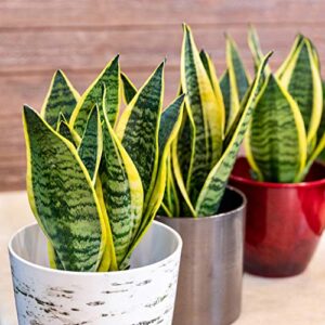 Live Snake Plant, Sansevieria trifasciata Superba, Fully Rooted Indoor House Plant in Pot, Mother in Law Tongue Sansevieria Plant, Potted Succulent Plant, Houseplant in Potting Soil by Plants for Pets