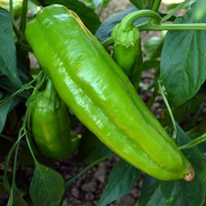 corno di toro – rosso sweet pepper seeds – 300 mg packet ~50 seeds – non-gmo, heirloom – vegetable garden – capsicum annuum