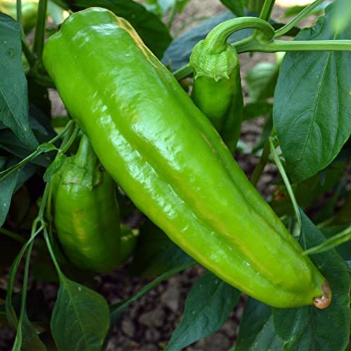 Corno Di Toro - Rosso Sweet Pepper Seeds - 300 Mg Packet ~50 Seeds - Non-GMO, Heirloom - Vegetable Garden - Capsicum annuum