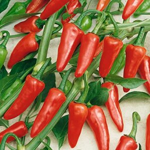 rio grande hot hot pepper seeds – 300 mg packet ~50 seeds – non-gmo, heirloom – vegetable garden – capsicum annuum
