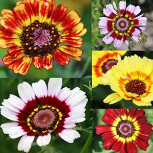 painted daisy seeds for planting outdoors, 2.5 grams of flower seeds, chrysanthemum carinatum, tricolor daisy