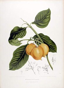 xanthochymus dulcis [gamboge]