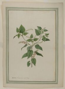 rivina canescens (rivina humulus, rouge plant)