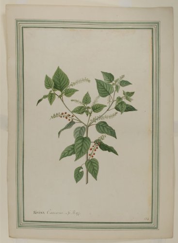 Rivina canescens (Rivina humulus, Rouge Plant)