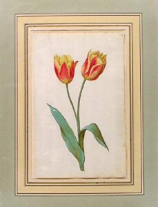 tulipa var. ‘orange van thal’ (yellow and rose-coloured tulip)