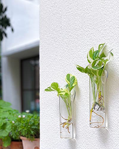 Ivolador 4PCS Wall Hanging Glass Plant Terrarium Container Cylinder Shape Perfect for Propagating Hydroponic Plants Home Office Garden Decor Wedding