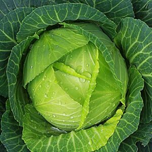 cabbage seeds for planting – non-gmo heirloom vegetable seeds – full instruction packets to plant in your home outdoor garden – gardening gift – 200 copenhagen cabbage seeds per pack (1 packet)