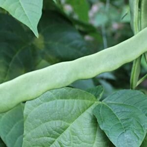 Special! Pole Bean Seeds for Planting Vegetables and Fruits-Chinese Green Bean Seeds 扁豆芸豆.French/Romano Pole Beans.Non GMO Garden Seeds for Home Vegetable Garden-30ct Helda Bean,15g