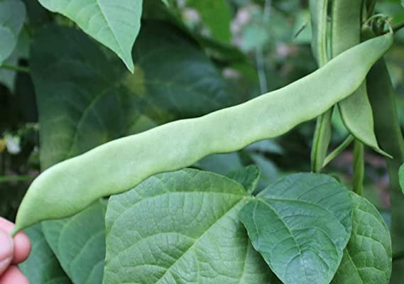 Special! Pole Bean Seeds for Planting Vegetables and Fruits-Chinese Green Bean Seeds 扁豆芸豆.French/Romano Pole Beans.Non GMO Garden Seeds for Home Vegetable Garden-30ct Helda Bean,15g