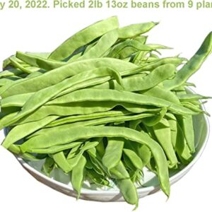 Special! Pole Bean Seeds for Planting Vegetables and Fruits-Chinese Green Bean Seeds 扁豆芸豆.French/Romano Pole Beans.Non GMO Garden Seeds for Home Vegetable Garden-30ct Helda Bean,15g