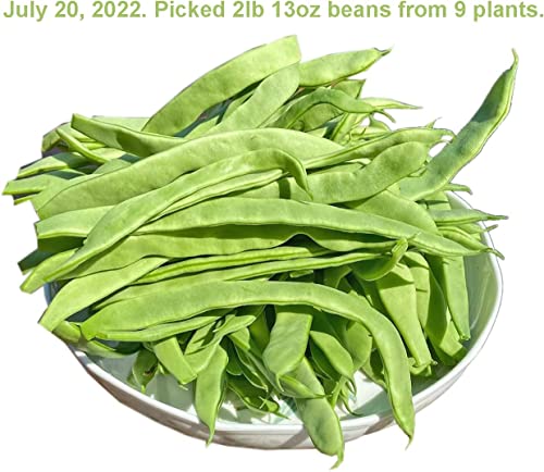 Special! Pole Bean Seeds for Planting Vegetables and Fruits-Chinese Green Bean Seeds 扁豆芸豆.French/Romano Pole Beans.Non GMO Garden Seeds for Home Vegetable Garden-30ct Helda Bean,15g