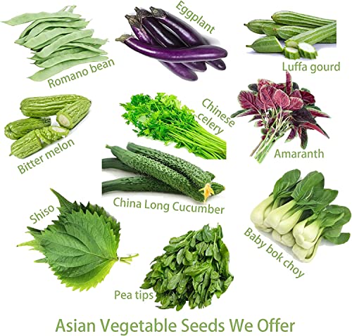 Special! Pole Bean Seeds for Planting Vegetables and Fruits-Chinese Green Bean Seeds 扁豆芸豆.French/Romano Pole Beans.Non GMO Garden Seeds for Home Vegetable Garden-30ct Helda Bean,15g