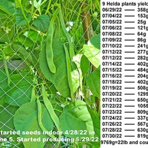 Special! Pole Bean Seeds for Planting Vegetables and Fruits-Chinese Green Bean Seeds 扁豆芸豆.French/Romano Pole Beans.Non GMO Garden Seeds for Home Vegetable Garden-30ct Helda Bean,15g