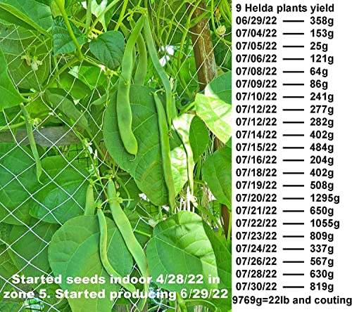 Special! Pole Bean Seeds for Planting Vegetables and Fruits-Chinese Green Bean Seeds 扁豆芸豆.French/Romano Pole Beans.Non GMO Garden Seeds for Home Vegetable Garden-30ct Helda Bean,15g