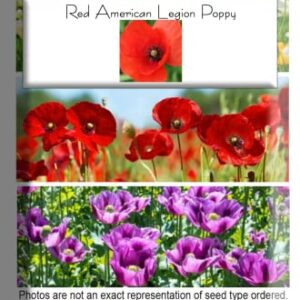 Red American Legion Poppy Seeds, 3000 Heirloom Flower Seeds Per Packet, (Isla's Garden Seeds), Non GMO Seeds, Scientific Name: Papaver rhoeas