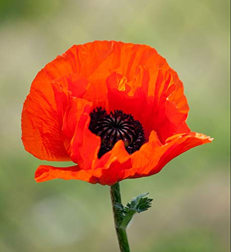 Red American Legion Poppy Seeds, 3000 Heirloom Flower Seeds Per Packet, (Isla's Garden Seeds), Non GMO Seeds, Scientific Name: Papaver rhoeas