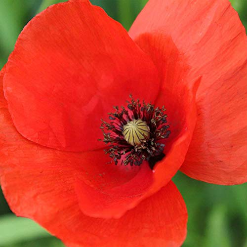 Red American Legion Poppy Seeds, 3000 Heirloom Flower Seeds Per Packet, (Isla's Garden Seeds), Non GMO Seeds, Scientific Name: Papaver rhoeas