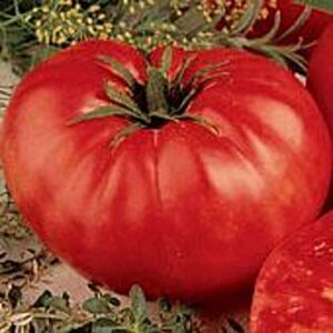 beefsteak tomato (red-determinate) seeds (20+ seeds) | non gmo | vegetable fruit herb flower seeds for planting | home garden greenhouse pack