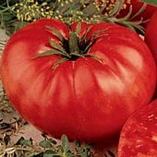 Beefsteak Tomato (Red-Determinate) Seeds (20+ Seeds) | Non GMO | Vegetable Fruit Herb Flower Seeds for Planting | Home Garden Greenhouse Pack