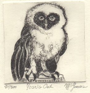 young owl