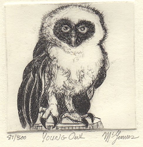 Young Owl