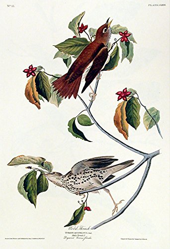 Wood-Thrush. From"The Birds of America" (Amsterdam Edition)