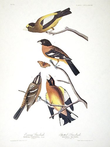 Evening Grosbeak, Spotted Grosbeak. From"The Birds of America" (Amsterdam Edition)