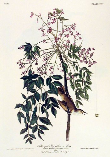 White-eyed Flycatcher or Vireo. From"The Birds of America" (Amsterdam Edition)