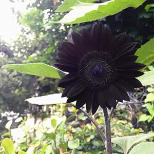 QAUZUY GARDEN 25 Rare Black Sunflower Seeds True Black Decorative Sunflower Seeds for Planting Home Garden Yard Farm Office Decor Attracting Bees Butterflies