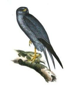 lead-coloured falcon. falco concolor; (temm)