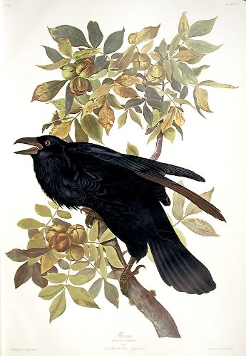 Raven. From"The Birds of America" (Amsterdam Edition)