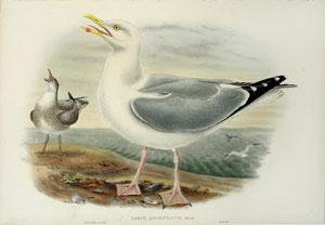 larus argentatus, brunn (herring gull)