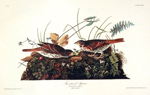 Fox-coloured Sparrow. From"The Birds of America" (Amsterdam Edition)