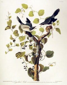loggerhead shrike. from”the birds of america” (amsterdam edition)