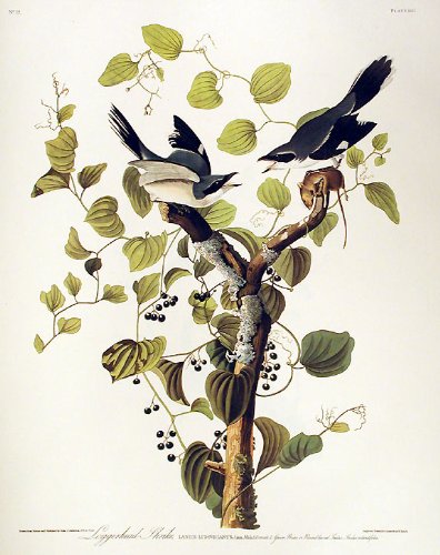 Loggerhead Shrike. From"The Birds of America" (Amsterdam Edition)