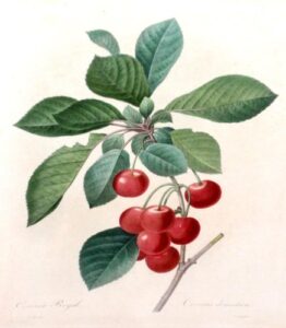 cerisier royal (cherries)