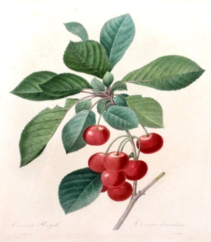 Cerisier Royal (cherries)