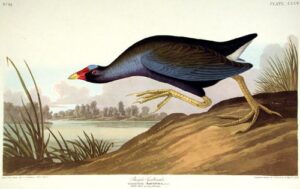 purple gallinule. from”the birds of america” (amsterdam edition)