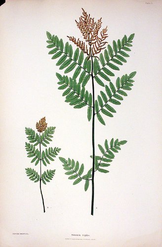 Osmunda regalis [Buckthorn Brake]