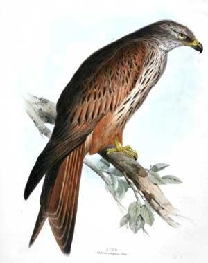 Kite. Milvus vulgaris; (Flem)