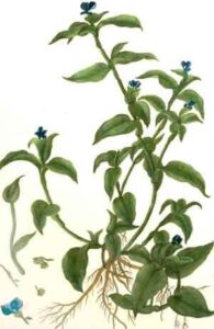 platexcvii -commelina zanonia, linn. la commelin d’amerique [day flower]